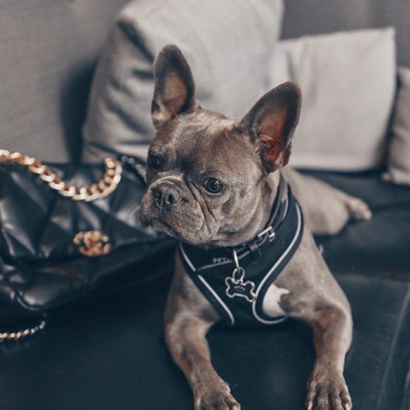 PETsRUS Premium Reversible Dog Harness Black Silver Reflective Detail Neoprene - Picture 8 of 10